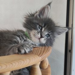 Maine Coon NOV Cocos...
