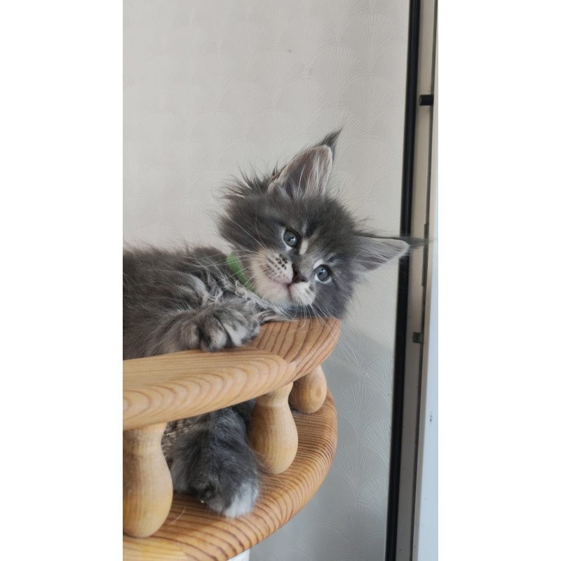 Maine Coon NOV Cocos Polydactyl