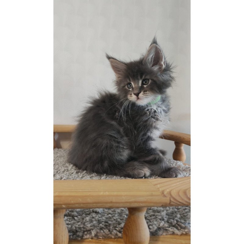 Maine Coon NOV Cocos Polydactyl