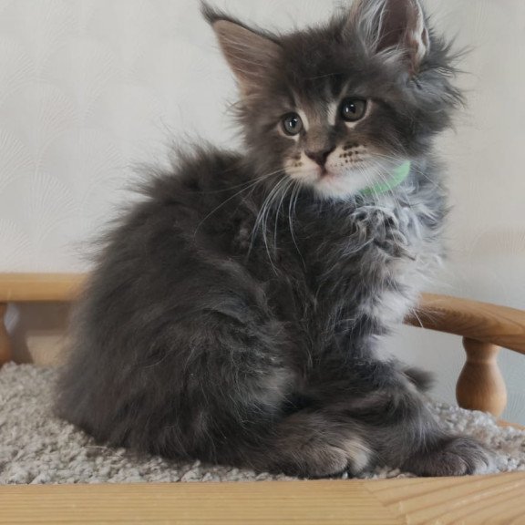 Maine Coon NOV Cocos Polydactyl