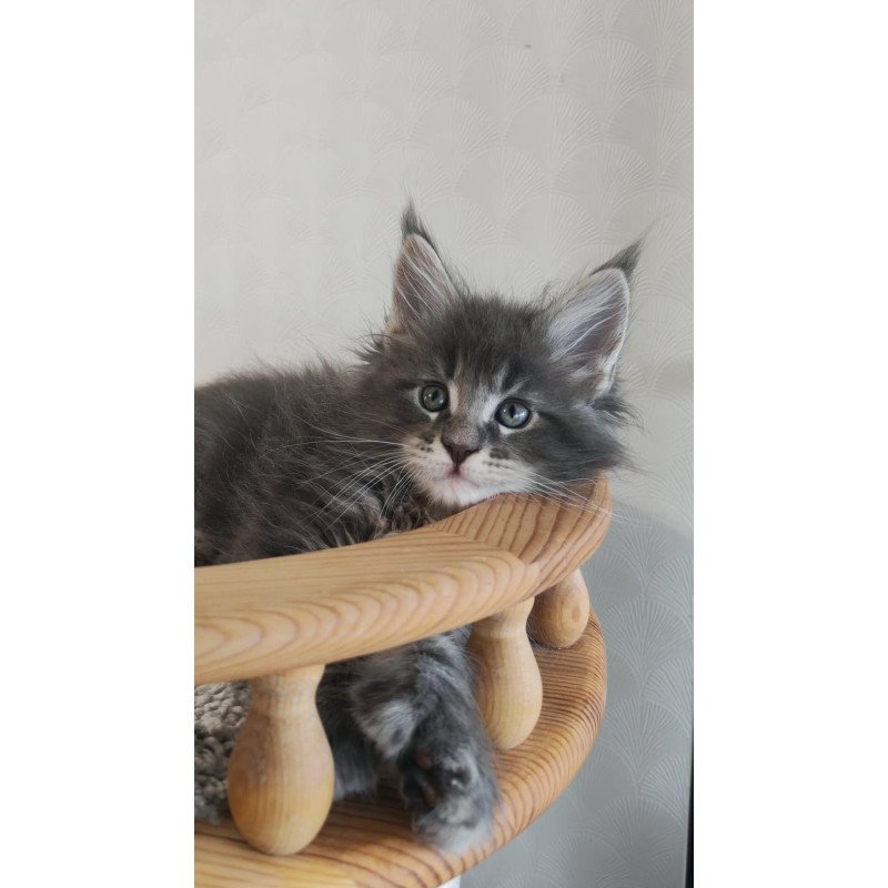 Maine Coon NOV Cocos Polydactyl