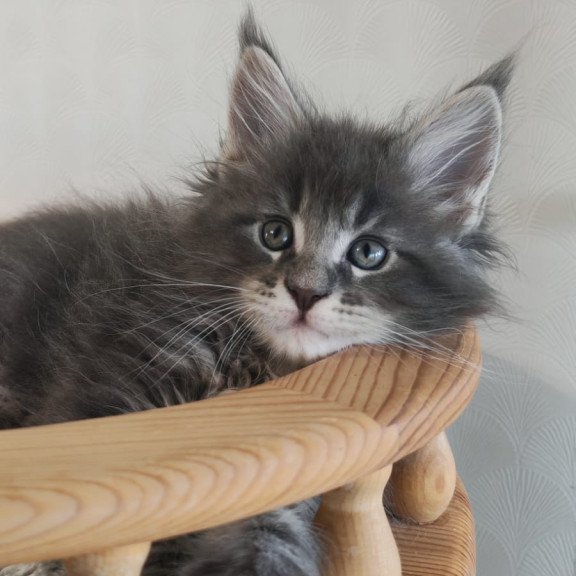 Maine Coon NOV Cocos Polydactyl