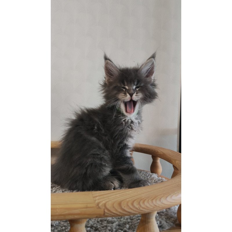 Maine Coon NOV Cocos Polydactyl