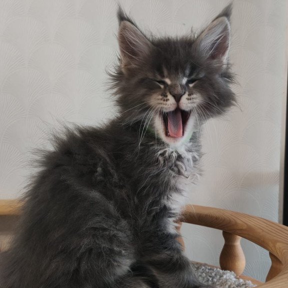 Maine Coon NOV Cocos Polydactyl