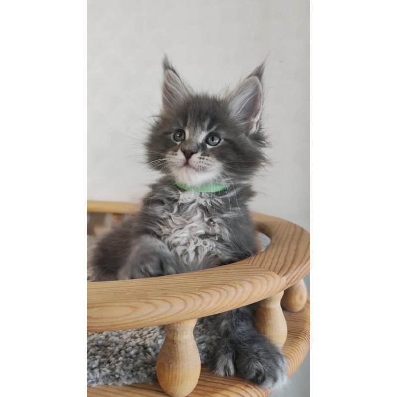Maine Coon NOV Cocos Polydactyl