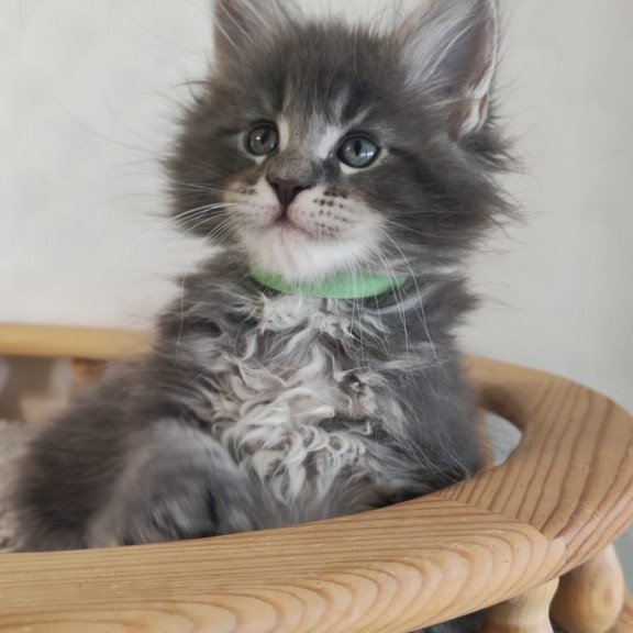 Maine Coon NOV Cocos Polydactyl