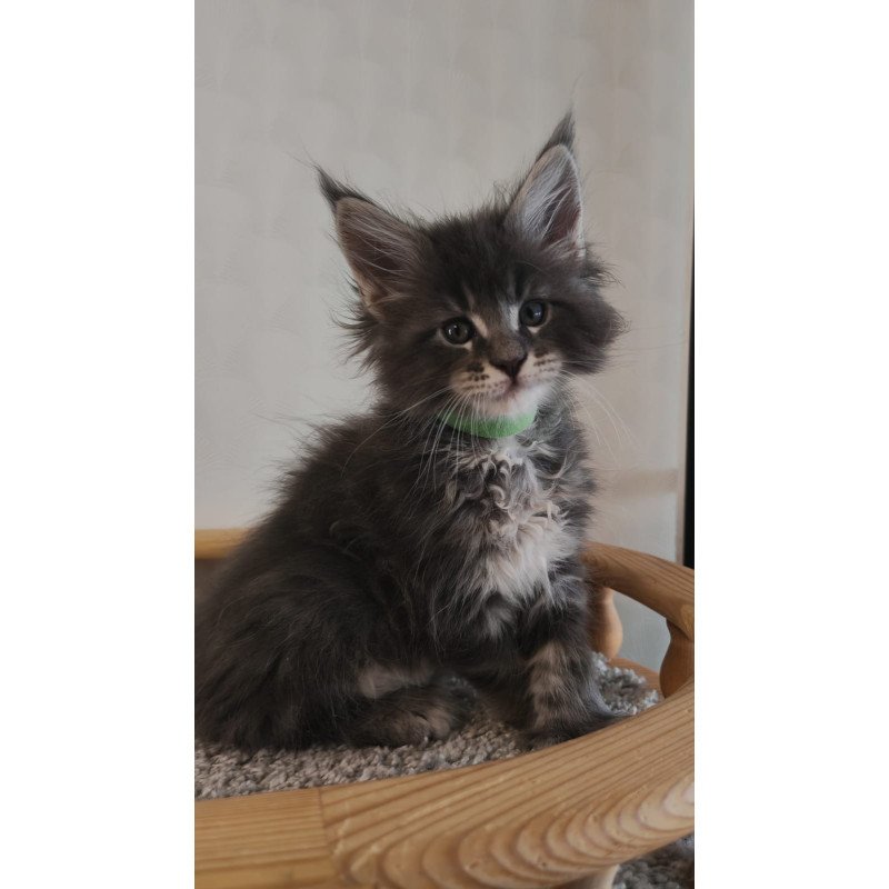 Maine Coon NOV Cocos Polydactyl