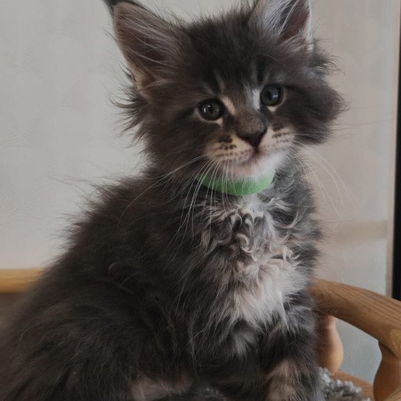 Maine Coon NOV Cocos Polydactyl