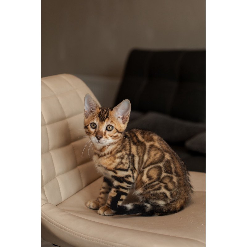 Bengal NOV Marvel