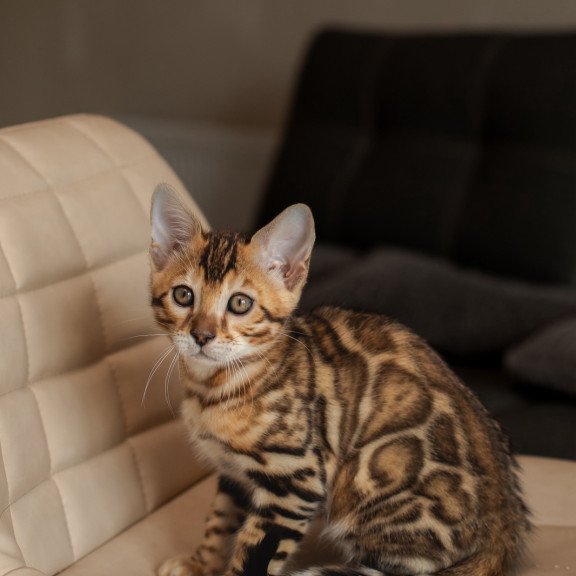 Bengal NOV Marvel
