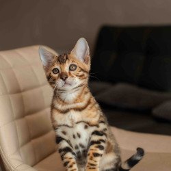 Bengal NOV Marvel