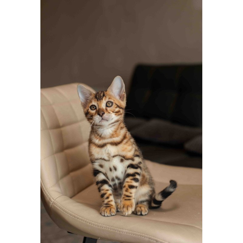 Bengal NOV Marvel