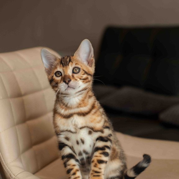 Bengal NOV Marvel