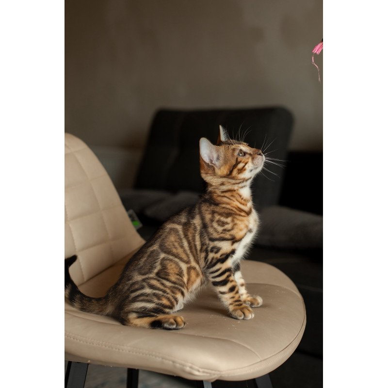 Bengal NOV Marvel