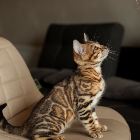 Bengal NOV Marvel