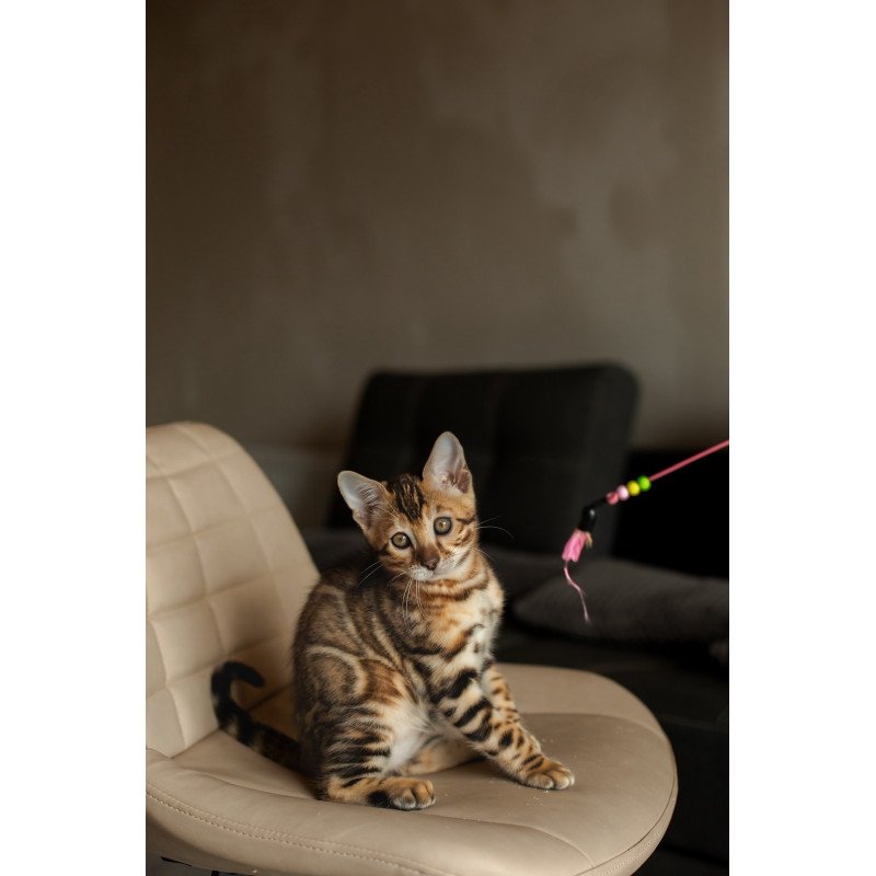 Bengal NOV Marvel