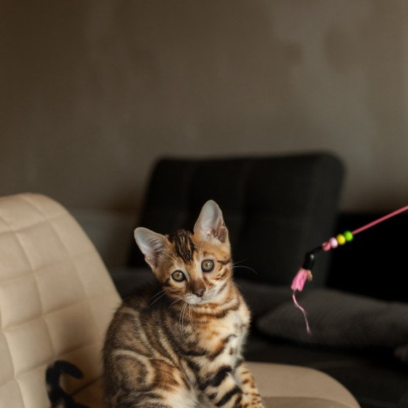 Bengal NOV Marvel