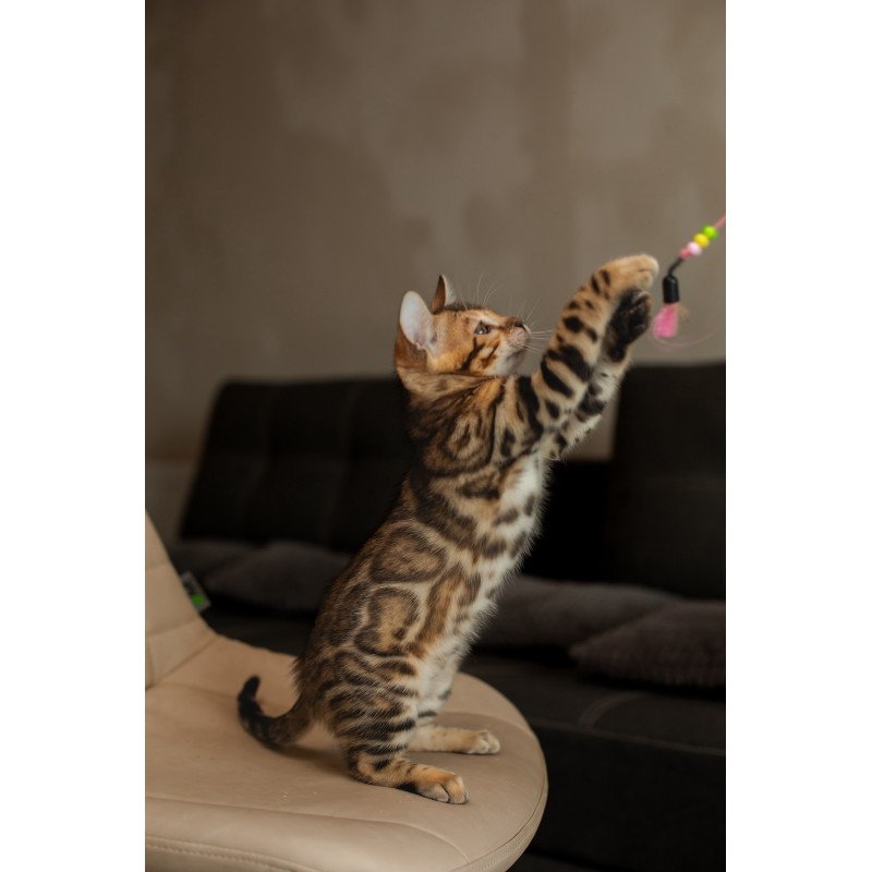 Bengal NOV Marvel
