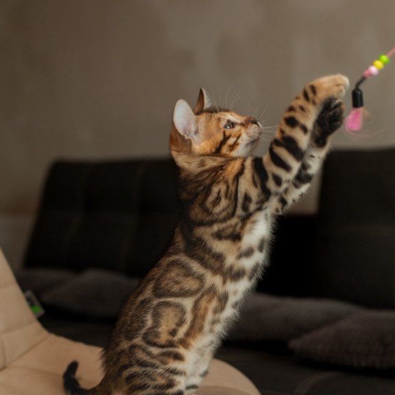 Bengal NOV Marvel