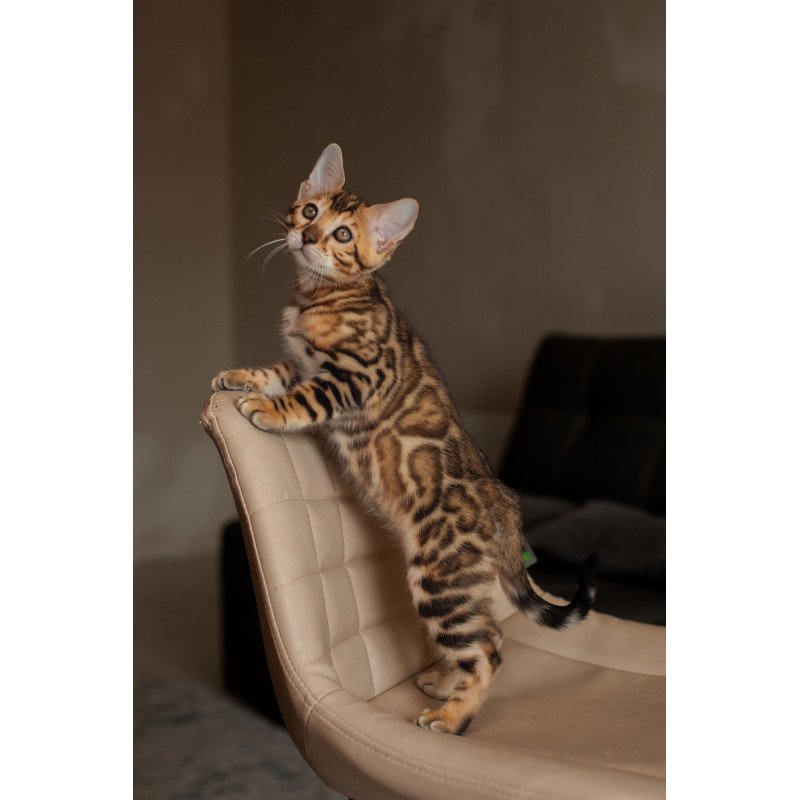 Bengal NOV Marvel