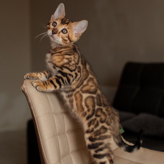 Bengal NOV Marvel