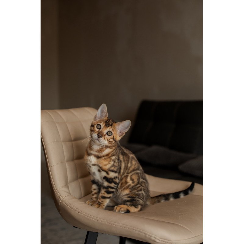 Bengal NOV Marvel