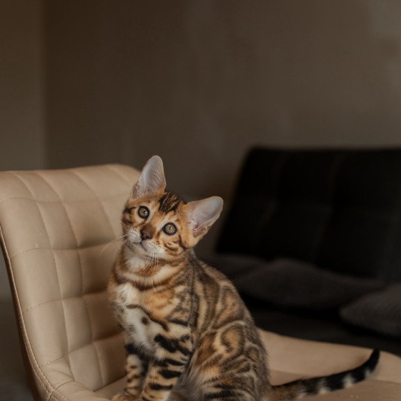 Bengal NOV Marvel