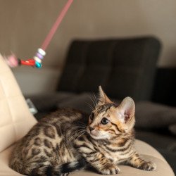 Bengal NOV Newton