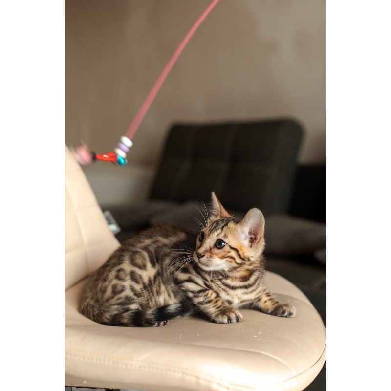 Bengal NOV Newton