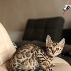 Bengal NOV Newton