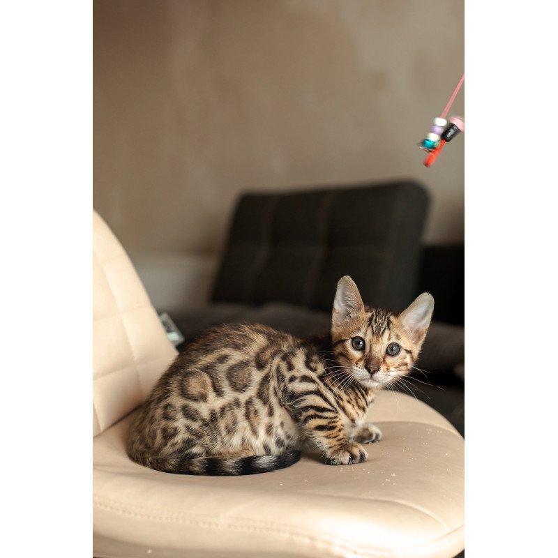 Bengal NOV Newton