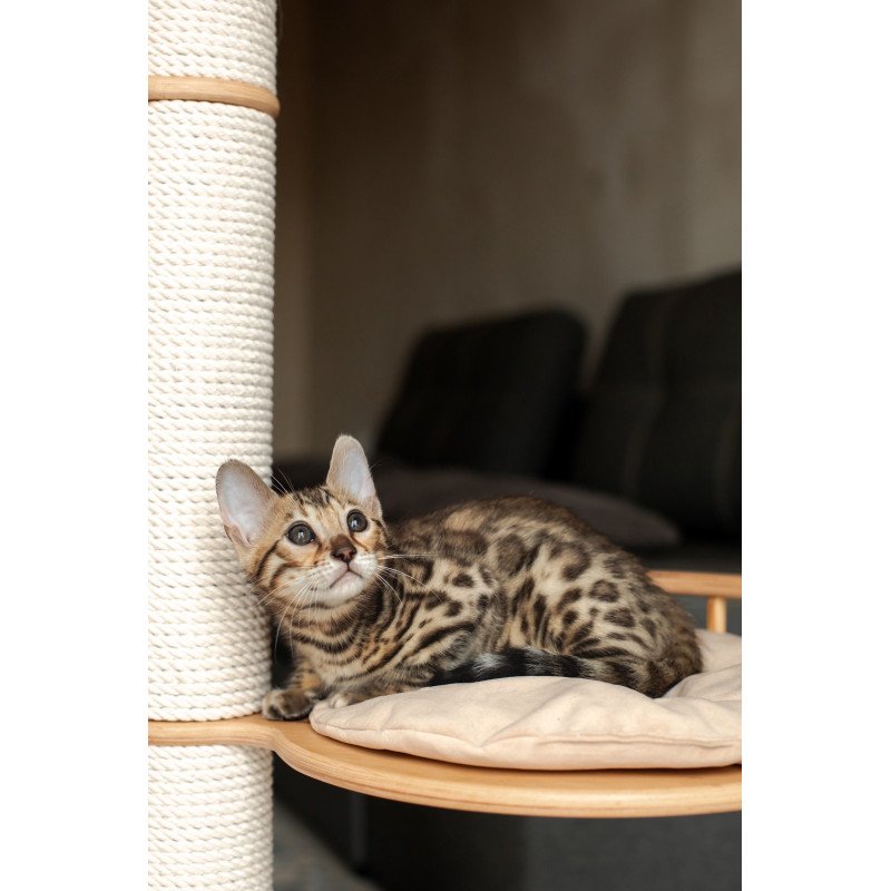 Bengal NOV Newton