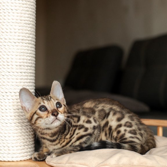 Bengal NOV Newton
