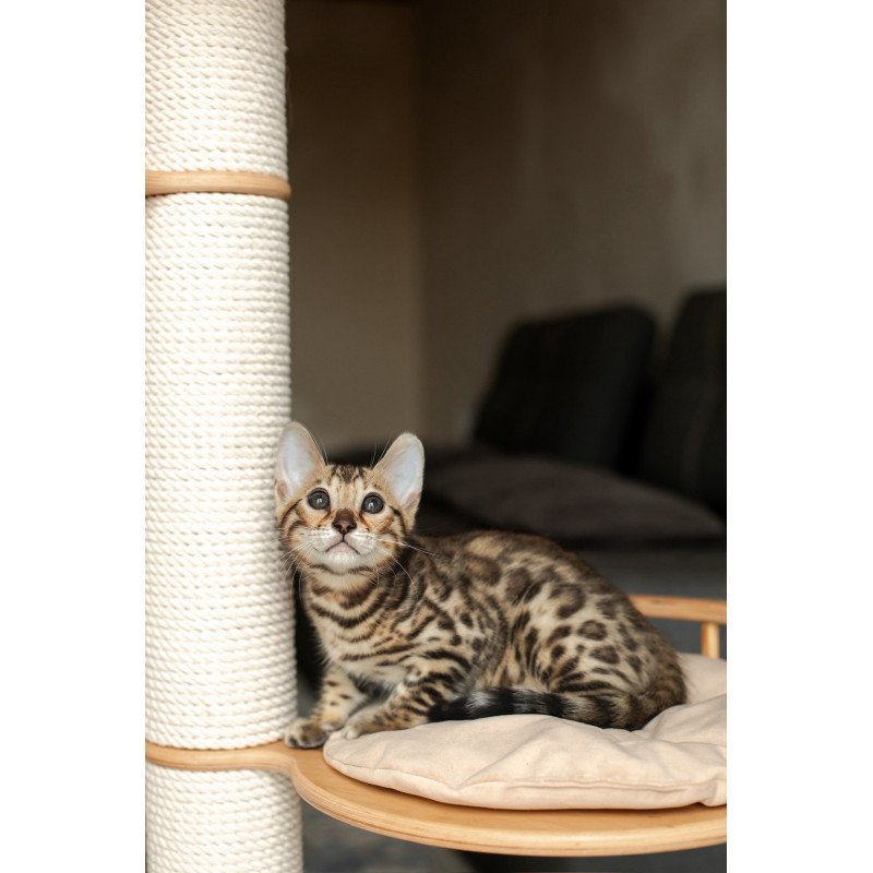 Bengal NOV Newton