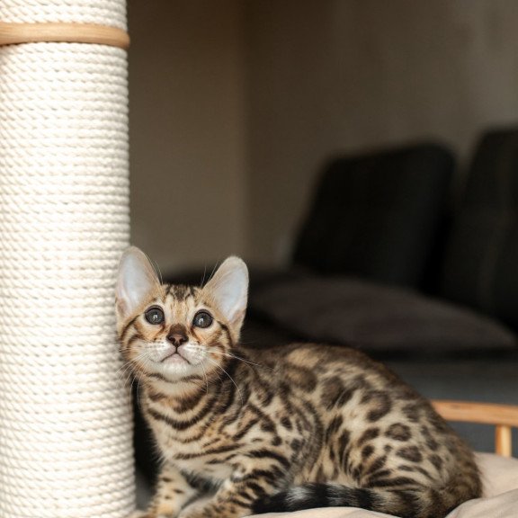 Bengal NOV Newton