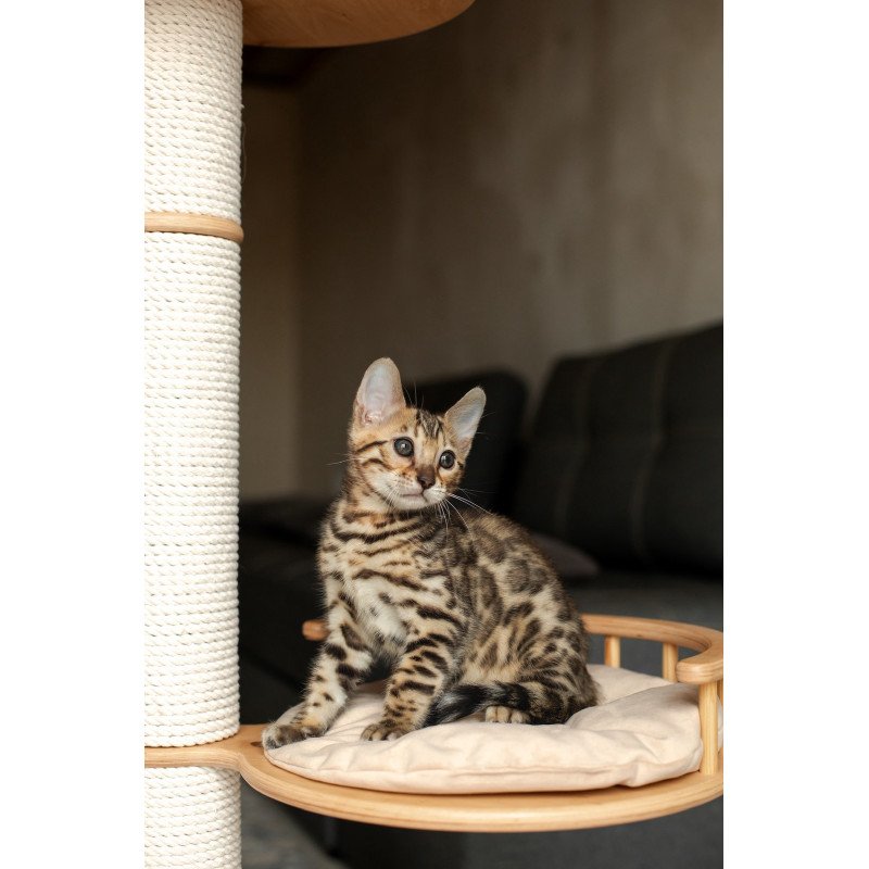 Bengal NOV Newton