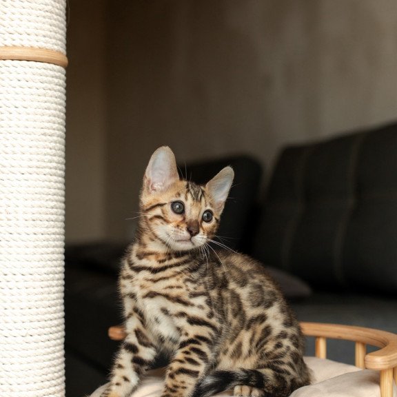 Bengal NOV Newton