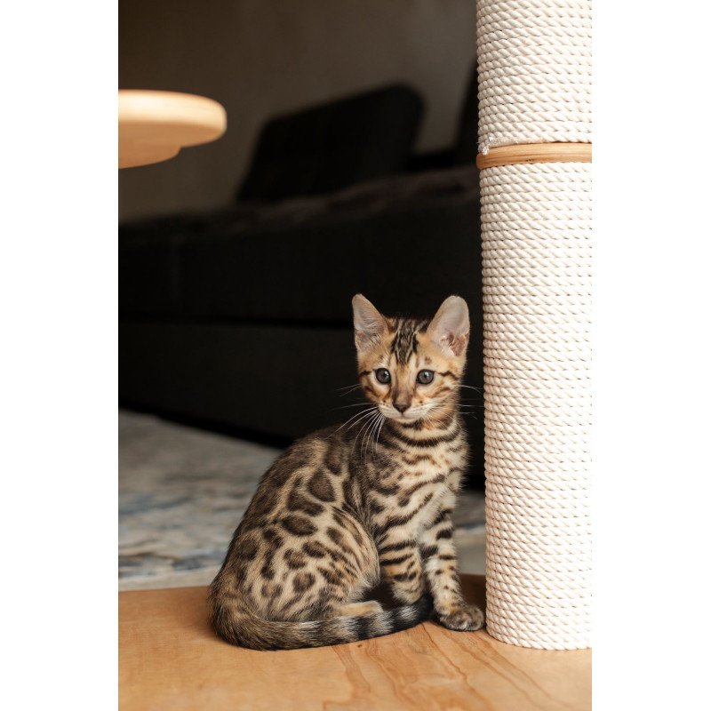 Bengal NOV Newton