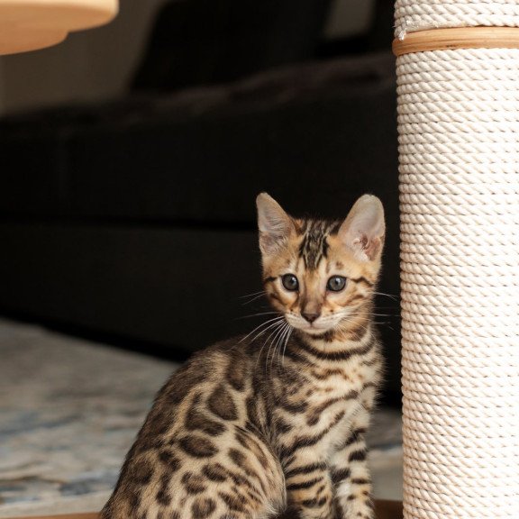 Bengal NOV Newton