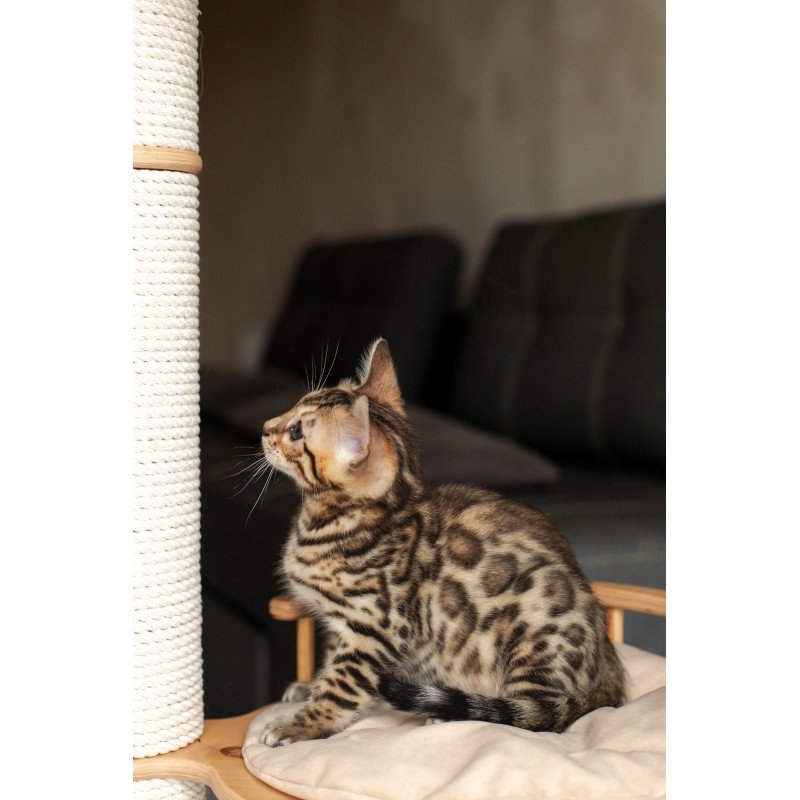 Bengal NOV Newton