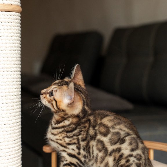 Bengal NOV Newton