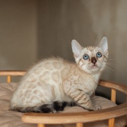 Bengal NOV Nelson