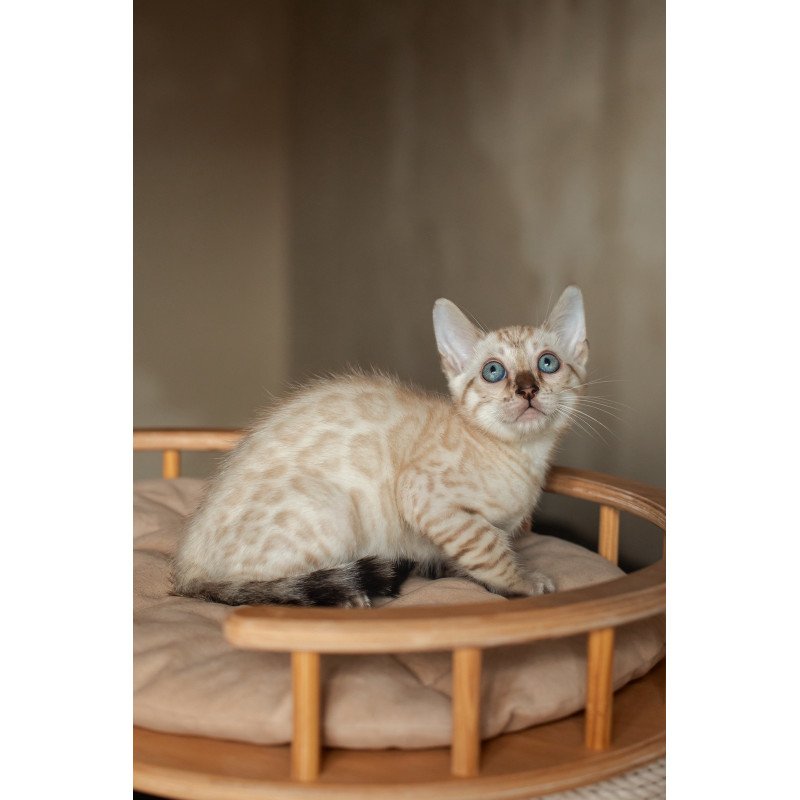 Bengal NOV Nelson