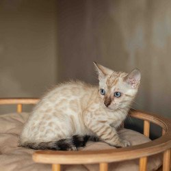 Bengal NOV Nelson