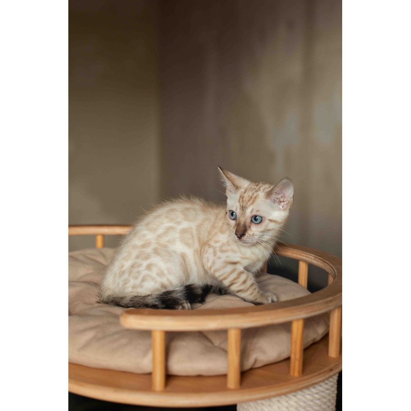 Bengal NOV Nelson
