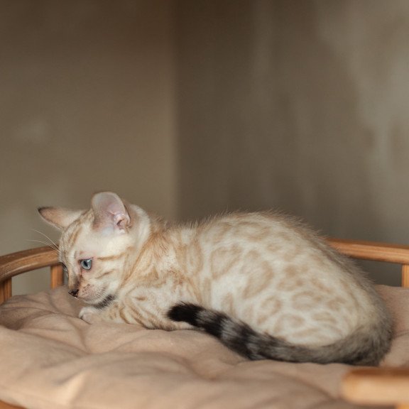 Bengal NOV Nelson