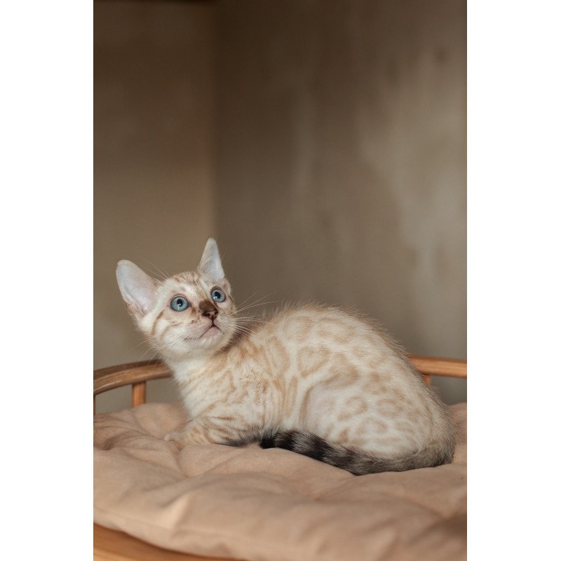 Bengal NOV Nelson