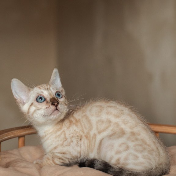 Bengal NOV Nelson