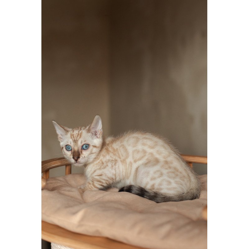 Bengal NOV Nelson