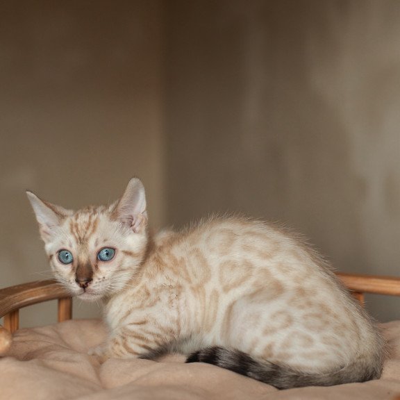 Bengal NOV Nelson